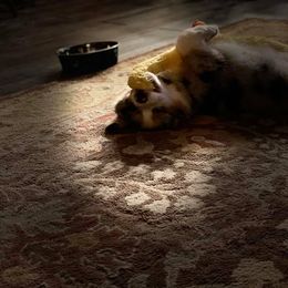 Australian Shepherd Puppies from Big Screen Aussies