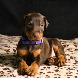 Major - Red and rust male Doberman Pinscher puppy in Overton, Texas from Obsidian Kennel
