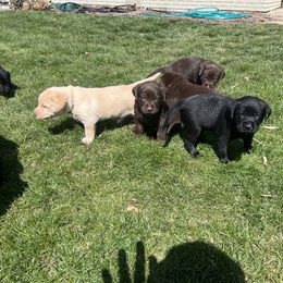 Labrador Retriever Puppies from Burks Retrievers