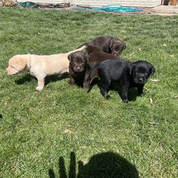 Labrador Retriever Puppies from Burks Retrievers