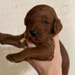 Margarita - Red  female Poodle puppy in Mount Vernon, Illinois from AMC Poodles