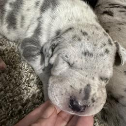 Blue Merle Female - Merle female Great Dane puppy in Ottumwa, Iowa from Robin's Great Danes