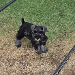 Denim - Salt and pepper male Miniature Schnauzer puppy in Piedmont, Oklahoma from J&K's Miniature Schnauzers