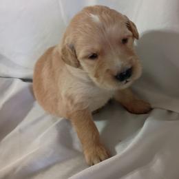Barbie - Golden female Golden Retriever puppy in Fort White, Florida from Triple-s-kennel