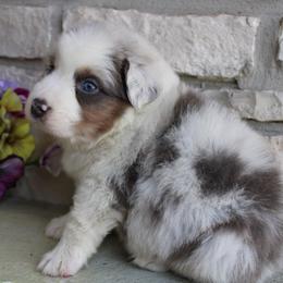 Shamrock - Blue merle male Australian Shepherd puppy in Colorado Springs, Colorado from Rocky Mountain Aussies