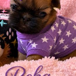 Reba - Red and white female Shih Tzu puppy in Dallas, Texas from Heart and Soul Shih Tzu