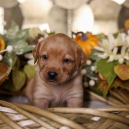 Willow - Yellow female Labrador Retriever puppy in Twin Falls, Idaho from Whispering White Pines Labradors