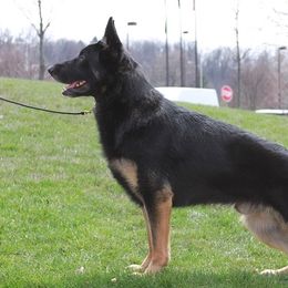 German Shepherds from Drivetrain German Shepherds