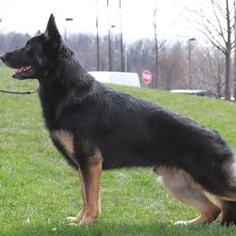 German Shepherds from Drivetrain German Shepherds