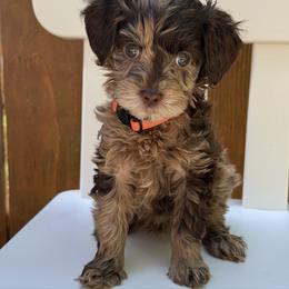 Sundae - Orange Collar - Chocolate female Goldendoodle puppy in Kingwood, Texas from Kingwood Goldendoodles