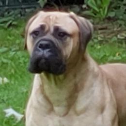 Bullmastiff All Grown Up from Blue Moon Bullmastiffs