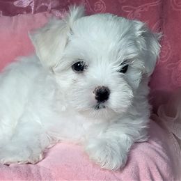 Maltese Puppies from Norma T.'s Maltese