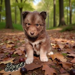 Egypt - Red and white female Siberian Husky puppy in West Liberty, Ohio from Skyfallsiberians