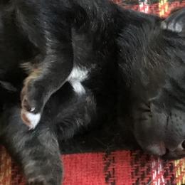 German Shepherd Puppies from Sandy’s Shepherds