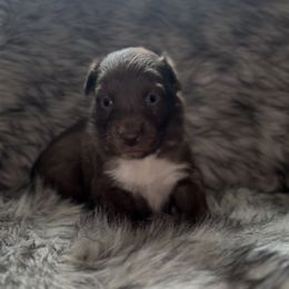 Gucci - Red & white female Australian Shepherd puppy in Windsor, New York from Double B Aussies