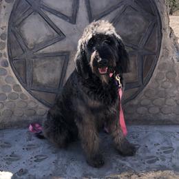 Lola - Goldendoodle