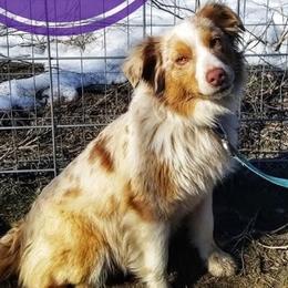 Dixie - Miniature Australian Shepherd