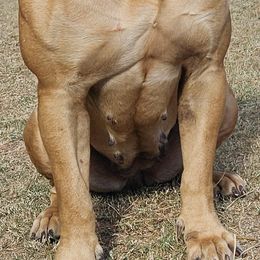 Boerboels from Biohacked Boerboels LLC