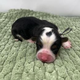 Rocky (fluffy) - Black and tan male Pembroke Welsh Corgi puppy in Waco, Texas from The Comma Corgis