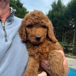 Lime green - Red  male Goldendoodle puppy in Indian Trail, North Carolina from Castleberry Doodles and Poodles