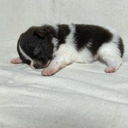 Tootsie - Chocolate merle female Pomeranian puppy in Hughes Springs, Texas from Hughes Springs Tx Poms