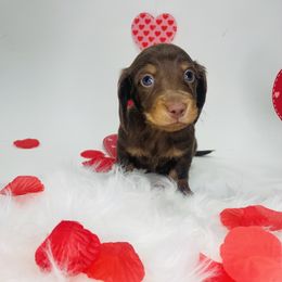 Dachshund Puppies from Life With Mini Paws