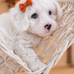 Sugar - Cream female Aussiedoodle puppy in Byron, Georgia from Southern Olive Doodles 🫒