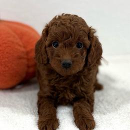 Orange collar - Red  female Goldendoodle puppy in Monrovia, California from Fancy Paws Inc