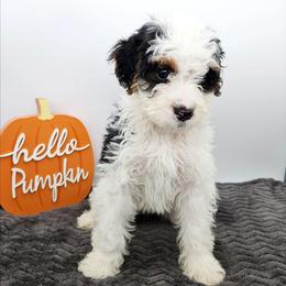 Bluey - Tri-color female Bernedoodle puppy in Granton, Wisconsin from Rose River Farms