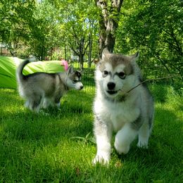 Alaskan Malamute Puppies from Delphi Alaskan Malamutes