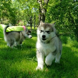 Alaskan Malamute Puppies from Delphi Alaskan Malamutes
