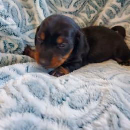 Girl 1 - Black and tan female Dachshund puppy in Tucson, Arizona from Luna May's daschunds