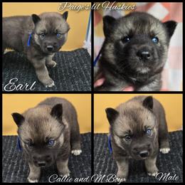 Earl - Agouti and white male Siberian Husky puppy in Bloomfield, Indiana from Paiges lil huskies