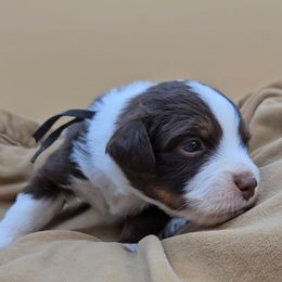 Black Collar RTM - Red tri-color male Miniature American Shepherd puppy in Lexington, Kentucky from Deuce's Den