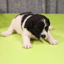 Girl 3 - Black female Whoodle puppy in West Bend, Iowa from Blue Skies Terriers
