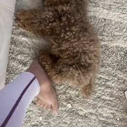 Cockapoo and Poodle Puppies from Nikol Nik