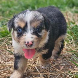 Tulip - Blue merle female Australian Shepherd puppy in Silex, Missouri from Small Town Australian Shepherds