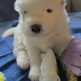 Star Flower, Blue boy - White and biscuit male Samoyed puppy in Bernalillo County, Washington from ChinookStar Sams