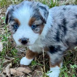 Poppi - Blue merle female Miniature Australian Shepherd puppy in Hempstead, Texas from Young Gun Aussies