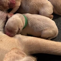 Forest - Yellow male Labrador Retriever puppy in Rock Hill, South Carolina from North Star Retrievers