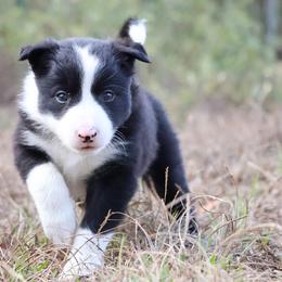 Pachelbel (ABCA registered) - Black and white female Border Collie puppy in Bronson, Florida from Sandhill Ranch Border Collies
