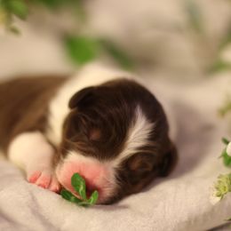 Australian Shepherd Puppies from Cloverdale Australian Shepherds
