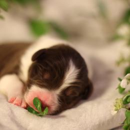 Australian Shepherd Puppies from Cloverdale Australian Shepherds