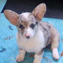 American Corgi, Cane Corso, Pembroke Welsh Corgi, and Rhodesian Ridgeback Puppies from Diamondcrest Inc