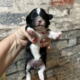 Black and white girl - Black and white female Shihpoo puppy in Newark, Ohio from Gemini Kennels