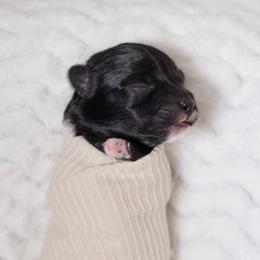 Pink Collar - Parti female Yorkshire Terrier puppy in Las Vegas, Nevada from Plush Toy Poodle Puppies & Pals