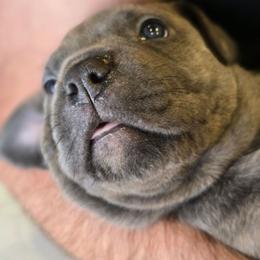 Sky blue - Chestnut brindle male Cane Corso puppy in Springfield, Oregon from PNW Cane Corsos