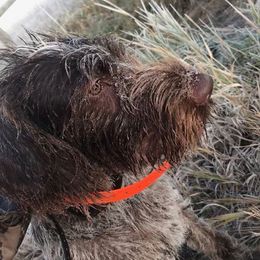 German Wirehaired Pointer All Grown Up from Grimmet German Wirehaired Pointers