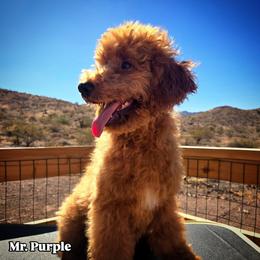 Mr. Purple - Red male Aussiedoodle puppy in Dolan Springs, Arizona from High Desert Companions