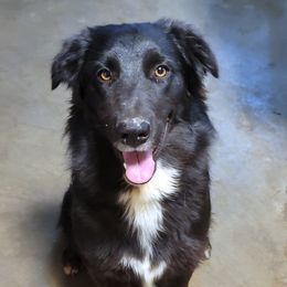 Mystique - Australian Shepherd